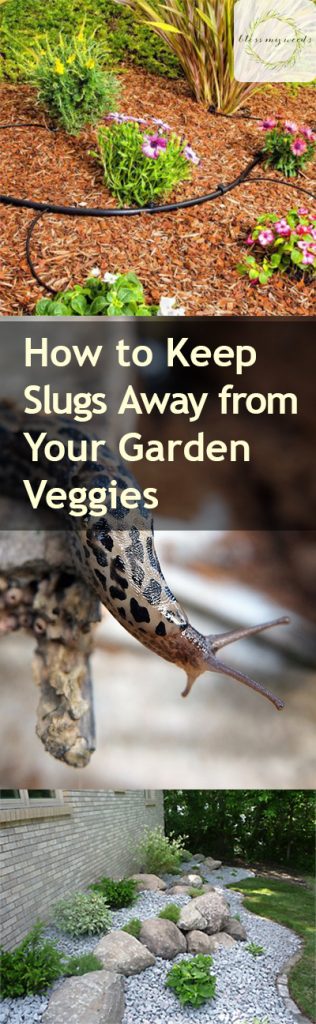 Garden Pest Control, Pest Control Tips and Tricks, Pest Control Hacks, Natural Pest Control, How to Control Garden Pests, Natural Ways to Control Garden Pests, Gardening, Gardening Hacks, Gardening Tips and Tricks, Popular Pin