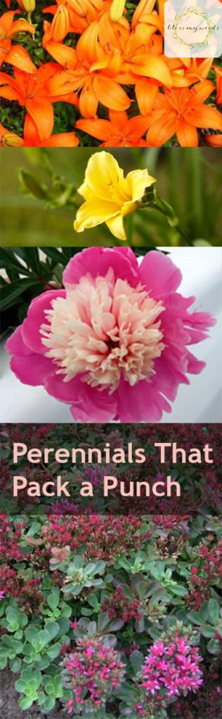 Perennials That Pack a Punch| Perennials, Easy to Grow Perennials, How to Grow Perennials, Growing Perennials, Gardening, Gardening Tips and Tricks, Gardening Hacks, Flower Gardening, Flower Gardening Tips and Tricks