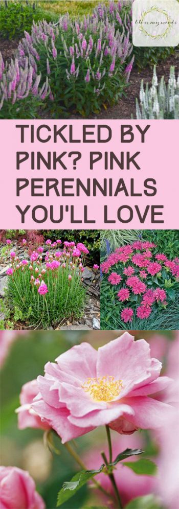 Perennials, Pink Perennials, How to Grow Perennials, Growing Perennials, Garden, Gardening Hacks, Gardening Tips and Tricks, Gardening 101, Gardening Hacks, Outdoor Living, Landscape Design Tips and Tricks, Popular Pin