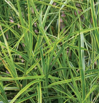 Every Gardener Needs Carex – Find A Variety That Works for You| Gardening, Gardening Tips and Tricks, Gardening Hacks, Gardening 101, Carex, How to Grow Carex, Gardening Ideas, Landscape Hacks, TIps and Tricks, Outdoor Living