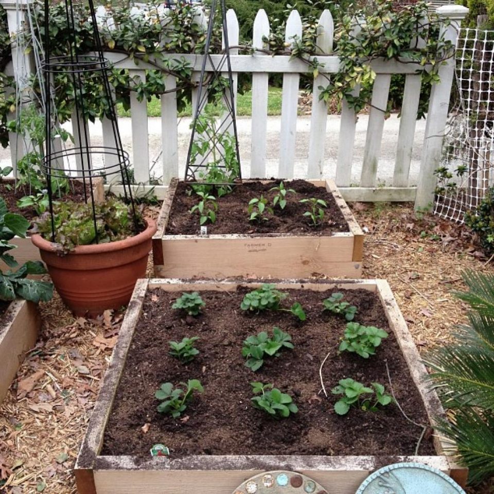 9 Things To Know About Kitchen Gardening ~ Bless My Weeds