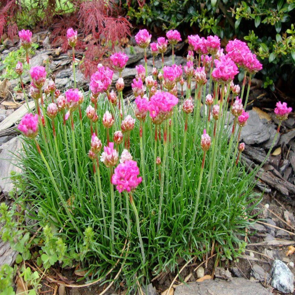 Tickled by Pink? Pink Perennials You'll Love ~ Bless My Weeds