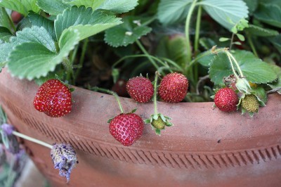  How to Grow Strawberries| Gardening, Gardening Tips and Tricks, How to Grow Strawberries in Pots, Container Gardening, Container Gardening Tips and Tricks, Gardening Hacks, Gardening Fruit for Beginners, Strawberry Growing Tips and Tricks