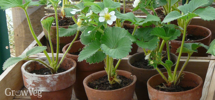  How to Grow Strawberries| Gardening, Gardening Tips and Tricks, How to Grow Strawberries in Pots, Container Gardening, Container Gardening Tips and Tricks, Gardening Hacks, Gardening Fruit for Beginners, Strawberry Growing Tips and Tricks