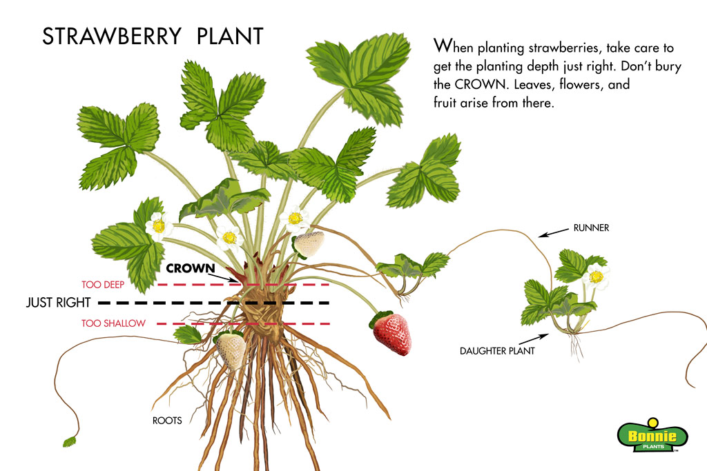  How to Grow Strawberries| Gardening, Gardening Tips and Tricks, How to Grow Strawberries in Pots, Container Gardening, Container Gardening Tips and Tricks, Gardening Hacks, Gardening Fruit for Beginners, Strawberry Growing Tips and Tricks