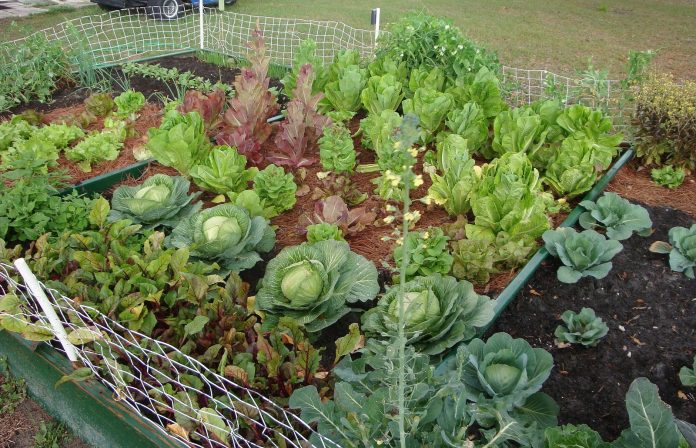 8 Tips for a Continuously Productive Vegetable Garden - Vegetable Garden, Vegetable Gardening, Vegetable Gardening Tips and Tricks, How to Grow a High Yield Vegetable Garden, Gardening Hacks, Gardening Tips and Tricks, Popular Pin