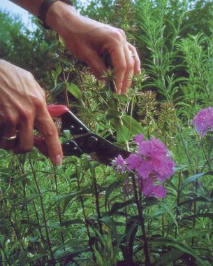 How to Deadhead Perennial Flowers - Deadhead Perennials, Perennial Flowers, How to Care for Perennial Flowers, Deadhead Perennial Flowers, Gardening, Gardening Care, Gardening Care Tips and Tricks, How to Care for Perennial Flowers, Popular Pin 