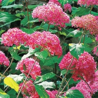 12 Foundation-Friendly Plants - Foundation Friendly Plants, Plants for Your Foundation, Curb Appeal Projects, Plants That Dress Up Your Foundation, Flowers for Curb Appeal, Popular Pin 