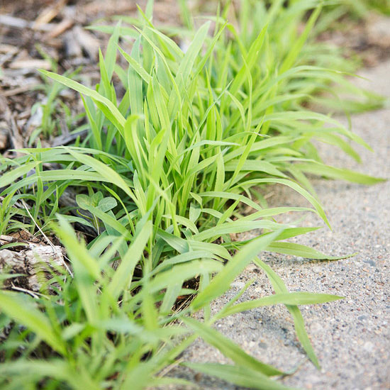 weeds crabgrass lawns bindweed seedlings pests blessmyweeds