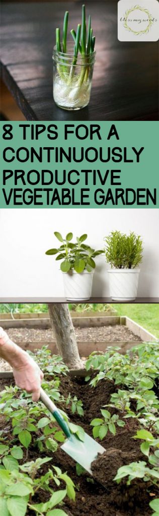 8 Tips for a Continuously Productive Vegetable Garden - Vegetable Garden, Vegetable Gardening, Vegetable Gardening Tips and Tricks, How to Grow a High Yield Vegetable Garden, Gardening Hacks, Gardening Tips and Tricks, Popular Pin