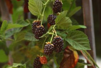 Delicious Berries You Can Grow in Containers - Gardening, Container Gardening, How to Grow Berries, Growing Berries, Gardening Hacks, Container Gardening Hacks, Popular Pin 