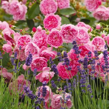 Grow English Roses: Here's How! - Growing Roses, How to Grow Roses, Grow Your Own English Roses, How to Grow Your Own English Roses, Gardening, Gardening Tips and Tricks, Gardening Hacks, Gardening 101, How to Care for English Roses.