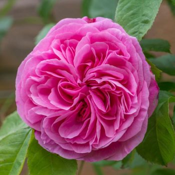 Grow English Roses: Here's How! - Growing Roses, How to Grow Roses, Grow Your Own English Roses, How to Grow Your Own English Roses, Gardening, Gardening Tips and Tricks, Gardening Hacks, Gardening 101, How to Care for English Roses.