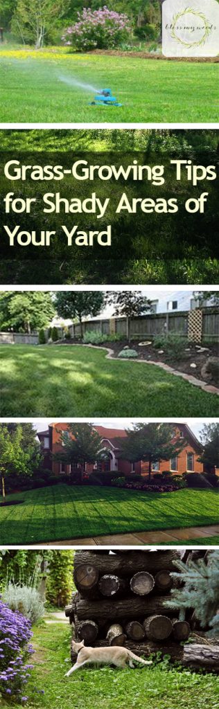 Grass-Growing Tips for Shady Areas of Your Yard - Grass Growing Tips, How to Grow Grass, Shady Lawn Care Tips, How to Grow Grass In Shady Areas, Gardening, Gardening and Landscape, Lanscaping TIps and Tricks, Popular Pin 