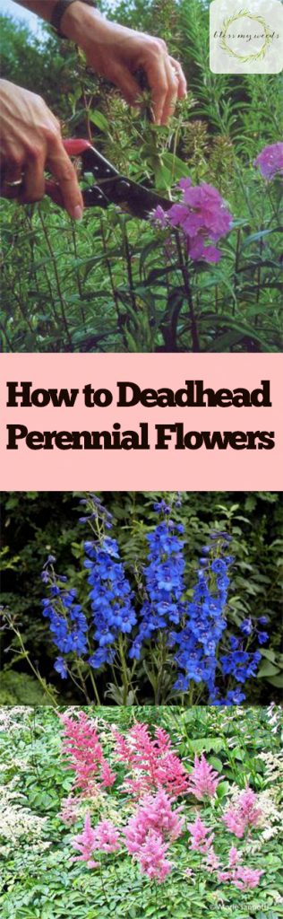 How to Deadhead Perennial Flowers - Deadhead Perennials, Perennial Flowers, How to Care for Perennial Flowers, Deadhead Perennial Flowers, Gardening, Gardening Care, Gardening Care Tips and Tricks, How to Care for Perennial Flowers, Popular Pin 