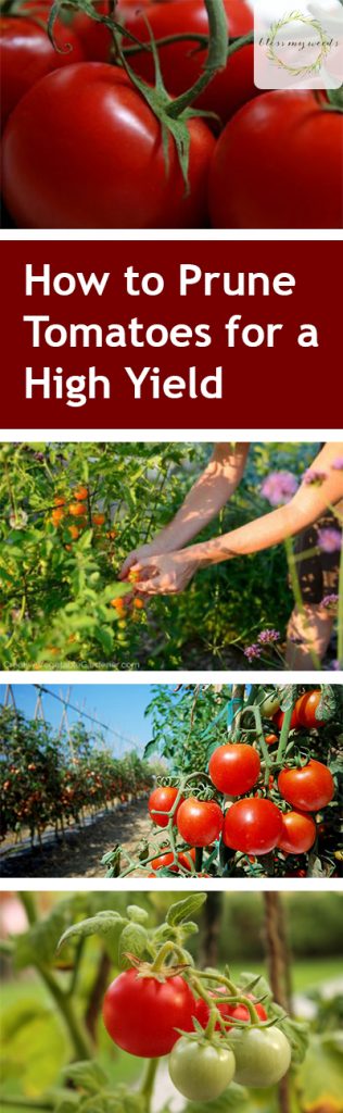 How to Prune Tomatoes for a High Yield - Gardening, How to Grow Tomatoes, Tomatoe Growing Tips, How to Grow Tons of Tomatoes, Vegetable Growing Tips and Tricks, How to Grow The Best Tomatoes, Popular Pin