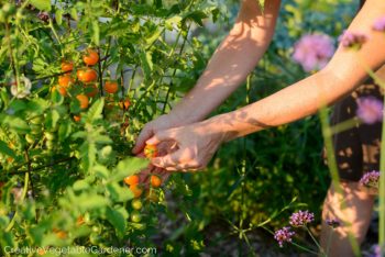 How to Prune Tomatoes for a High Yield - Gardening, How to Grow Tomatoes, Tomatoe Growing Tips, How to Grow Tons of Tomatoes, Vegetable Growing Tips and Tricks, How to Grow The Best Tomatoes, Popular Pin