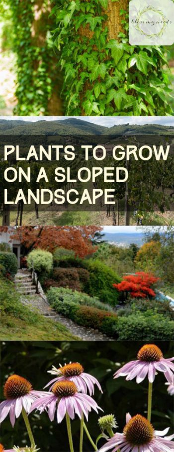 Plants to Grow On a Sloped Landscape - Plants for Sloped Yards, Plants for a Sloped Lawn, How to Landscape A Sloped Lawn, Gardening, Gardening Hacks, Landscaping, Landscaping Tips and Tricks, Popular Pin 