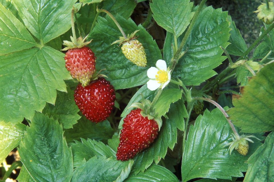 Delicious Berries You Can Grow in Containers - Gardening, Container Gardening, How to Grow Berries, Growing Berries, Gardening Hacks, Container Gardening Hacks, Popular Pin