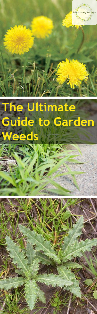 The Ultimate Guide To Garden Weeds ~ Bless My Weeds