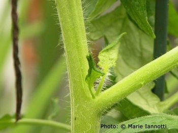 How to Prune Tomatoes for a High Yield - Gardening, How to Grow Tomatoes, Tomatoe Growing Tips, How to Grow Tons of Tomatoes, Vegetable Growing Tips and Tricks, How to Grow The Best Tomatoes, Popular Pin