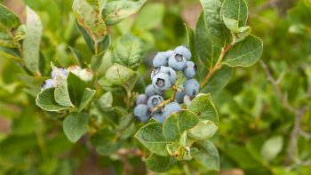 Delicious Berries You Can Grow in Containers - Gardening, Container Gardening, How to Grow Berries, Growing Berries, Gardening Hacks, Container Gardening Hacks, Popular Pin 