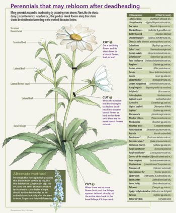 How And When To Deadhead Daisies