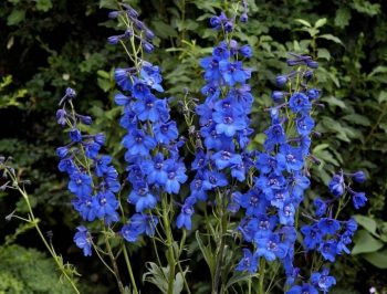 How to Deadhead Perennial Flowers - Deadhead Perennials, Perennial Flowers, How to Care for Perennial Flowers, Deadhead Perennial Flowers, Gardening, Gardening Care, Gardening Care Tips and Tricks, How to Care for Perennial Flowers, Popular Pin 