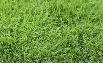 Grass-Growing Tips for Shady Areas of Your Yard - Grass Growing Tips, How to Grow Grass, Shady Lawn Care Tips, How to Grow Grass In Shady Areas, Gardening, Gardening and Landscape, Lanscaping TIps and Tricks, Popular Pin 