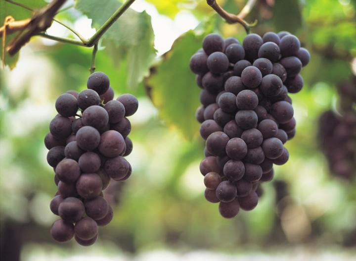 How to Grow a Grape Vine - How to Grow Your Own Grape Vine, Grape Vine Growing, Grape Vines, Gardening, Gardening Fruit, How to Grow Fruit, Popular Pin