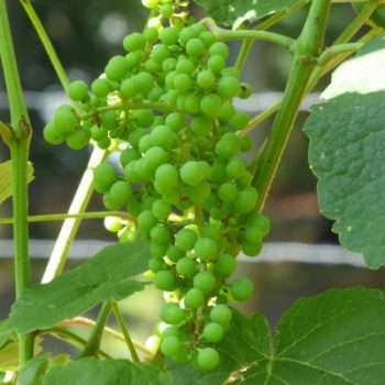 How to Grow a Grape Vine - How to Grow Your Own Grape Vine, Grape Vine Growing, Grape Vines, Gardening, Gardening Fruit, How to Grow Fruit, Popular Pin