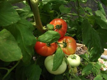 Veggies You Can Grow in Your Front Yard - Vegetable Garden, Vegetable Gardening, How to Grow Vegetables In Your Front Yard, Front Yard Gardening, Gardening Hacks, Gardening 101, Popular Pin