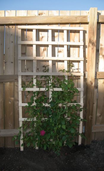 10 DIY Trellis Ideas - DIY Garden Trellis, Garden Trellis Ideas, Gardening Trellis Projects, Outdoor Projects, Outdoor DIY Projects, Handmade Garden Trellis, DIY Garden Stuff, Popular Pin