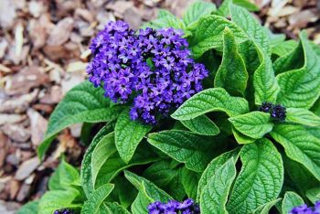 10 Flowers That Smell Seriously Amazing - Flowers that Smell Good, Flower Garden, Flower Garden Tips and Tricks, Gardening, Gardening TIps and Tricks, Flower Gardening, Gardening 101, How to Grow Flowers, Popular Pin