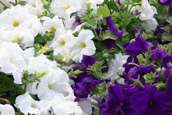 10 Flowers That Smell Seriously Amazing - Flowers that Smell Good, Flower Garden, Flower Garden Tips and Tricks, Gardening, Gardening TIps and Tricks, Flower Gardening, Gardening 101, How to Grow Flowers, Popular Pin