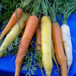 How to Grow the Best Root Veggies - Growing Root Vegetables, Easy to Grow Root Vegetables, How to Grow Root Vegetables, Vegetable Gardening TIps and Tricks, Vegetable Gardening Hacks, Vegetable Gardening Tips and Tricks, Popular Pin 