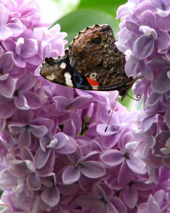 How to Grow Lilacs - Gardening, How to Grow Lilacs, Growing Lilacs, How to Grow Lilacs Easily, Lilac Growing Tips and Tricks, Flowers, Flower Gardening, Gardening Hacks, Gardening 101, Gardening Tips and Tricks.