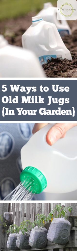 How To Repurpose Your Empty Milk Jugs For Your Garden