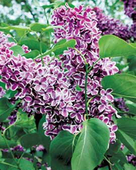 How to Grow Lilacs - Gardening, How to Grow Lilacs, Growing Lilacs, How to Grow Lilacs Easily, Lilac Growing Tips and Tricks, Flowers, Flower Gardening, Gardening Hacks, Gardening 101, Gardening Tips and Tricks.