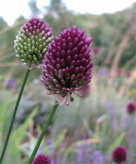 Grow the Most Incredible Alliums - How to Grow Alliums, Growing Alliums, Gardening, Gardening Tips and Tricks, Gardening 101, Gardening Hacks, Popular Pin 