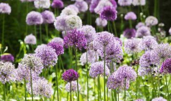 Grow the Most Incredible Alliums - How to Grow Alliums, Growing Alliums, Gardening, Gardening Tips and Tricks, Gardening 101, Gardening Hacks, Popular Pin 