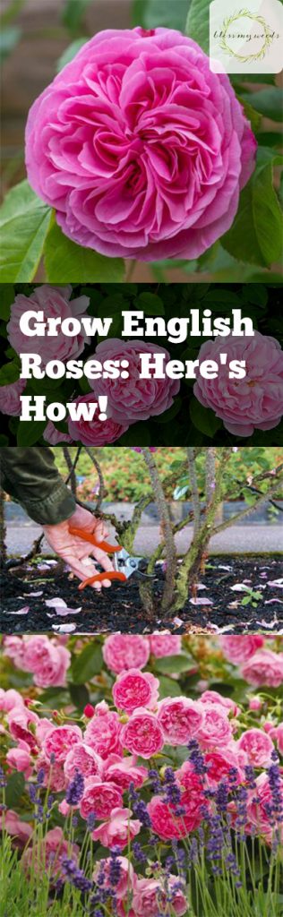 Grow English Roses: Here's How! - Growing Roses, How to Grow Roses, Grow Your Own English Roses, How to Grow Your Own English Roses, Gardening, Gardening Tips and Tricks, Gardening Hacks, Gardening 101, How to Care for English Roses.