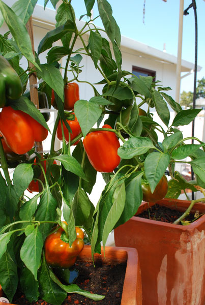 How to Grow Bell Peppers in Pots ~ Bless My Weeds