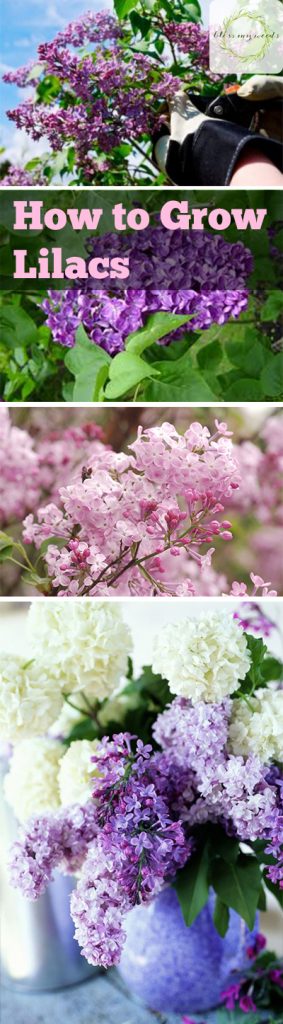 How to Grow Lilacs - Gardening, How to Grow Lilacs, Growing Lilacs, How to Grow Lilacs Easily, Lilac Growing Tips and Tricks, Flowers, Flower Gardening, Gardening Hacks, Gardening 101, Gardening Tips and Tricks.