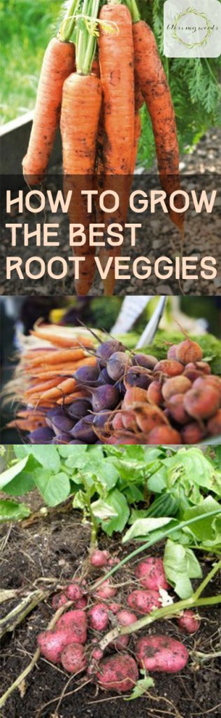 How to Grow the Best Root Veggies - Growing Root Vegetables, Easy to Grow Root Vegetables, How to Grow Root Vegetables, Vegetable Gardening TIps and Tricks, Vegetable Gardening Hacks, Vegetable Gardening Tips and Tricks, Popular Pin 