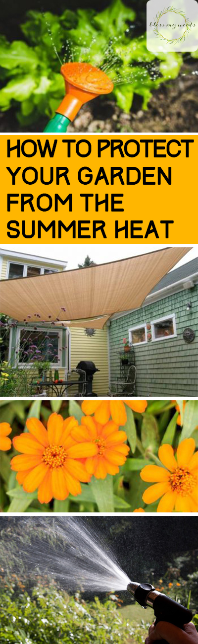 How to Protect Your Garden From the Summer Heat ~ Bless My Weeds