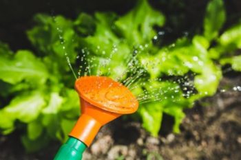 How to Protect Your Garden From the Summer Heat - Gardening, Gardening Tips and Tricks, How to Garden in the Summer, Summer Gardening Hacks, Gardening During the Summer