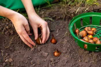 Put These Items on Your Fall Gardening To-Do List - Fall Gardening, Fall Gardening Tips and Tricks, Gardening for Fall, Gardening To Do List, Gardening, Gardening 101, Garden Hacks, Popular Pin