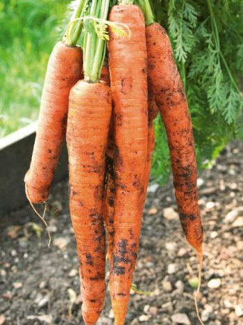 root vegetables growing