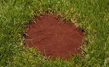 How to Care for Your Lawn in the Fall for Maximum Spring Growth - Lawn Care, Lawn Care Tips and Tricks, How to Care for Your Lawn, Caring for Your Lawn, Garden and Landscape, Landscaping Tips and Tricks, Popular Pin 